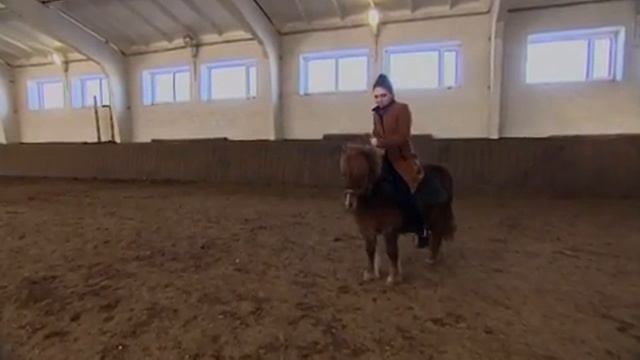 ТВ ляпы ! Неудачный стэндап ! Журналистка упала с пони ! Жесть!