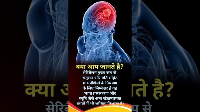 सेरिबिलम के कार्य//functions Of The Cerebellum #@humanbody777 #cerebellum
