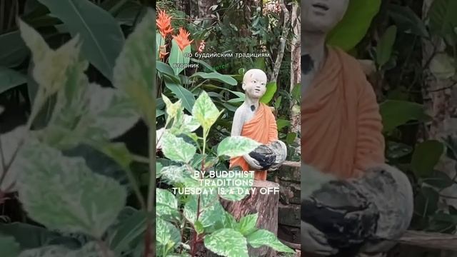 цвет одежды во вторник по древнему обычаю в Таиланде #Tuesday #ColorfulCulture  #coloroftheday  #re