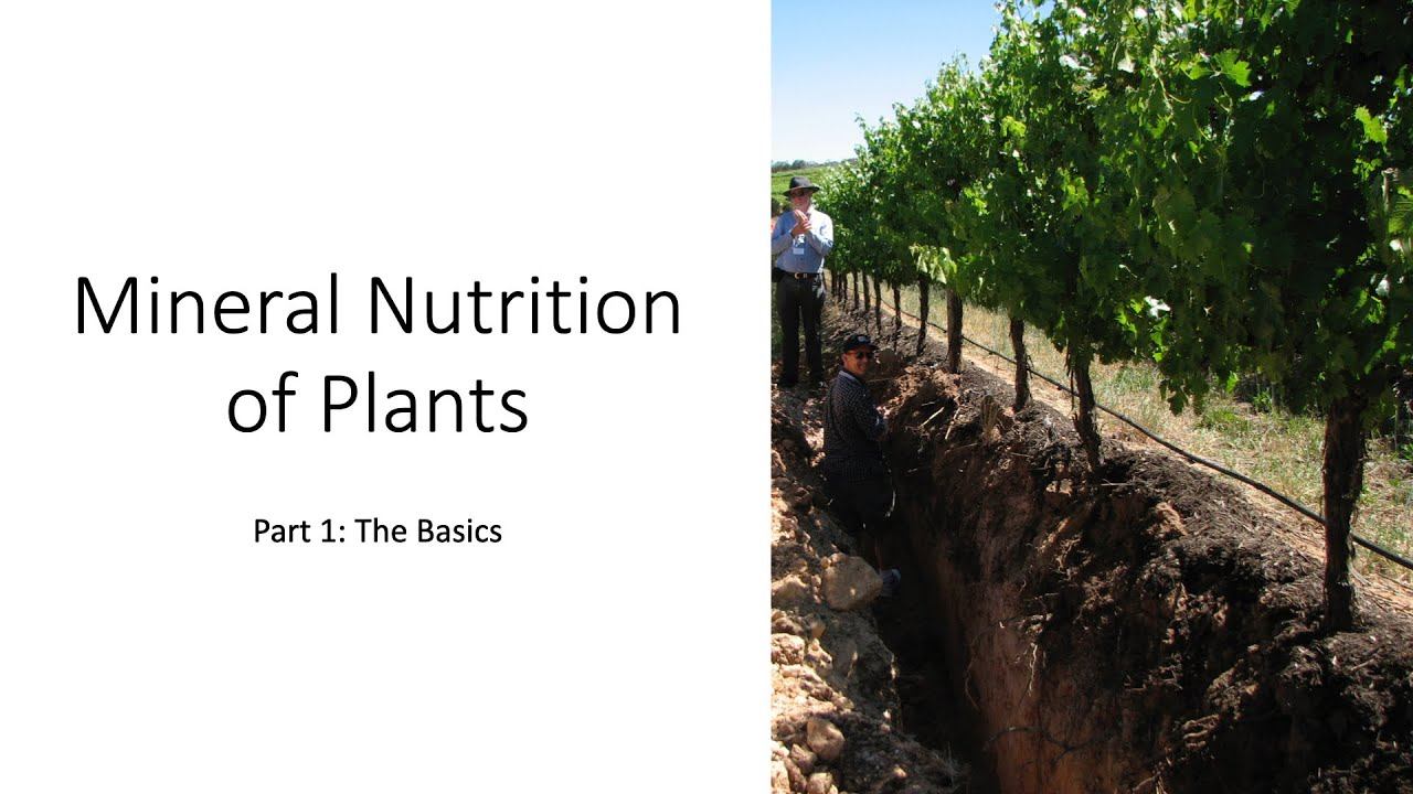 Mineral Nutrition Of Plants: Part 1, The Basics