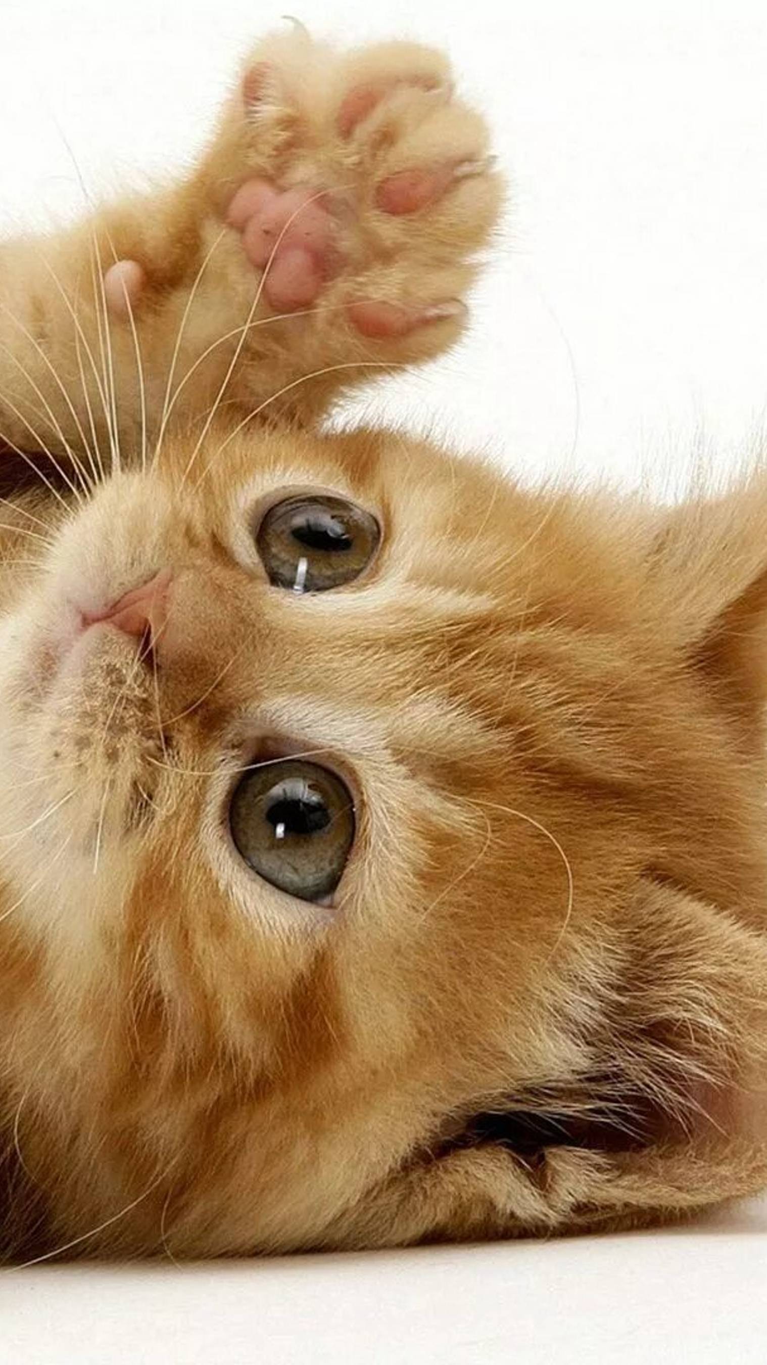 Кто лучше???