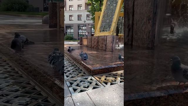 💦Waterfowl Moscow🐦🐦🐦#pigeons #citylife