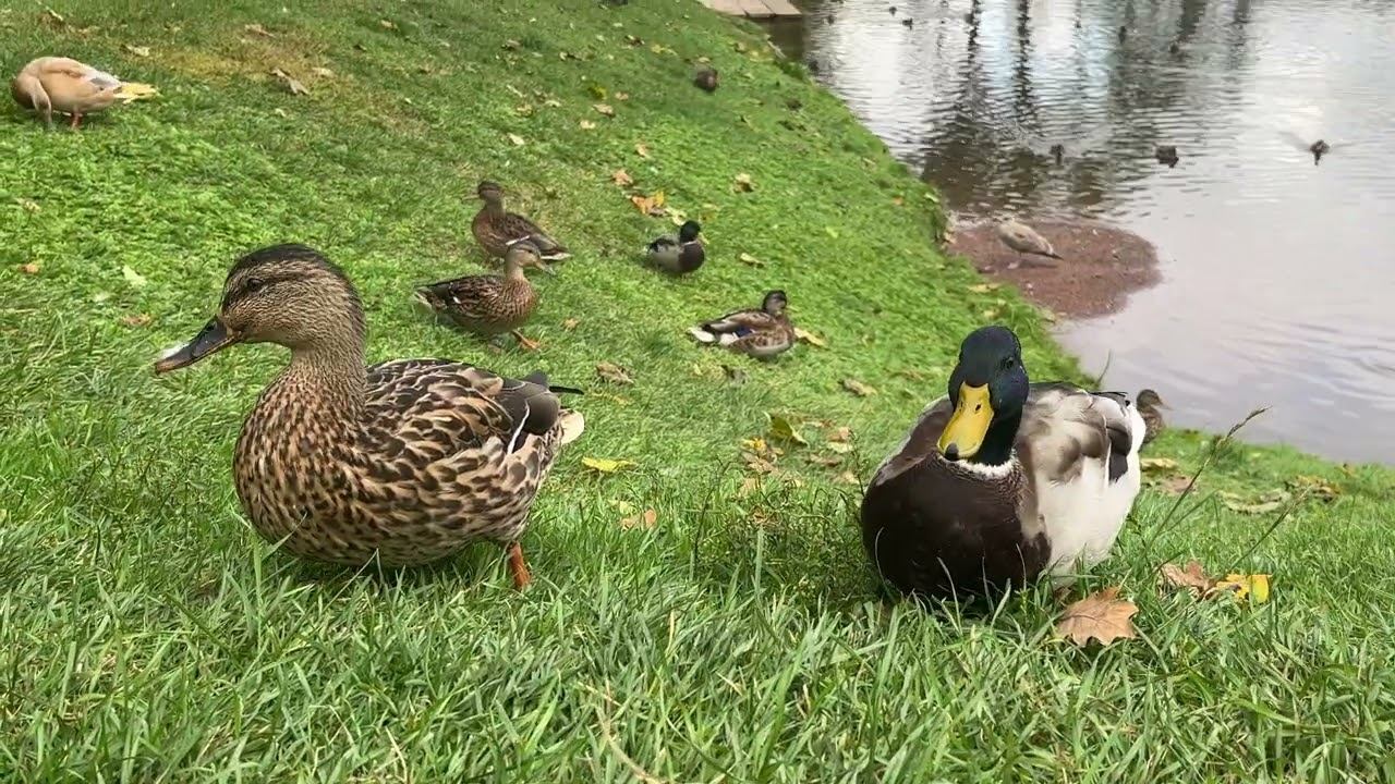 Пробегом по Гатчине