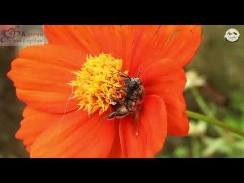 Всероссийское общество охраны природы