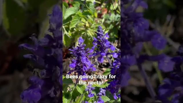Bees Going Wild For The Nectar