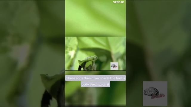 Mystery Of  Parasitic Wasp: Discover The Fascinating And Surprising Side Of This Relentless Insect.
