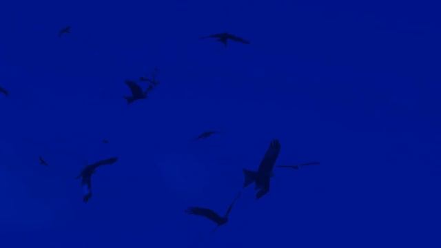 Birds Flying In Slow Motion   Red Kite Bird Extravaganza 1