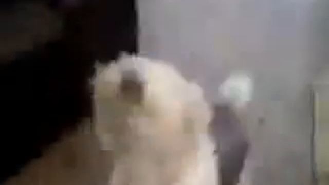 мужик дует на собаку гелием