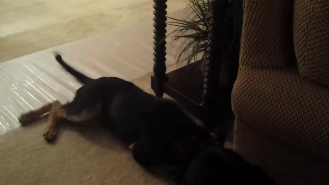 Solo And Her BFF Leda