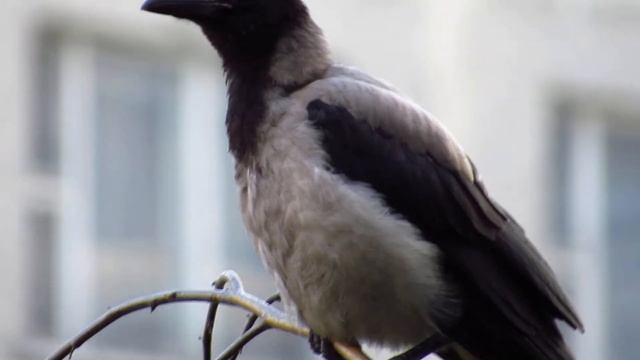 Ворона Full HD 1080p