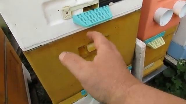при осмотре, в семье пчел в увидел маточники, дальнейшие действия - часть 1