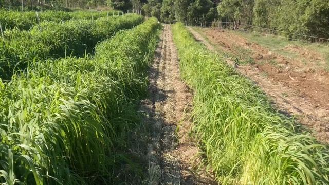 The Most Common Mistake In Syntropic Farming