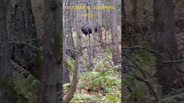 лосиха в осеннем лесу 🦌🍁