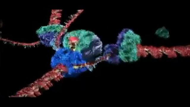 DNA Replication Real Time!