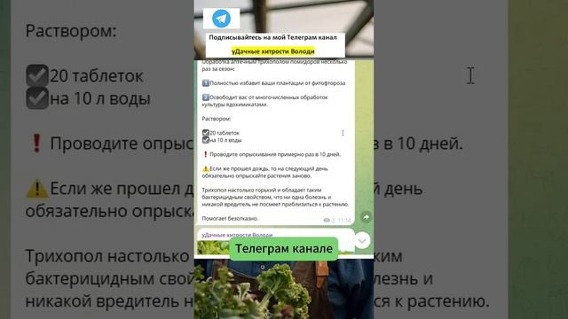 Завязей будет море!! Никто больше не смеется, а выпрашивают рецепт! #сад #дача #огород