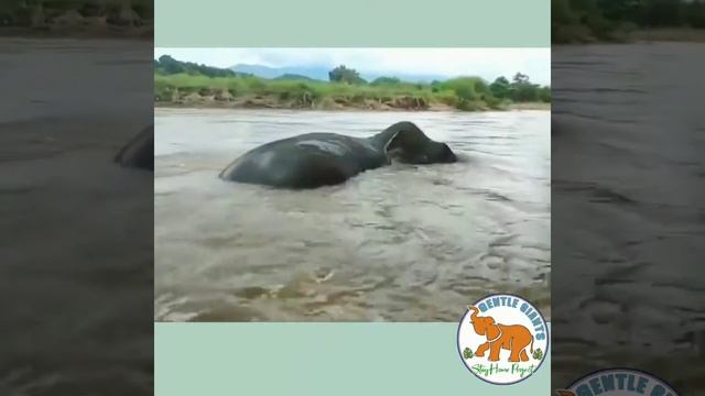 Suay - Gentle Giants Stay Home Project