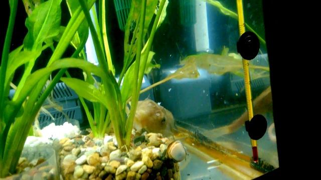 Акелла промахнулся. Channa micropeltis unsuccessful feeding.