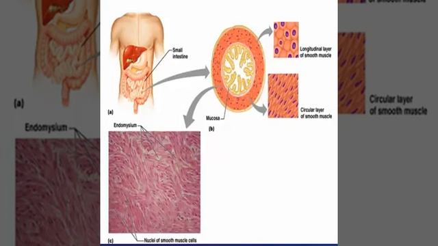 Main Points About Smooth Muscle