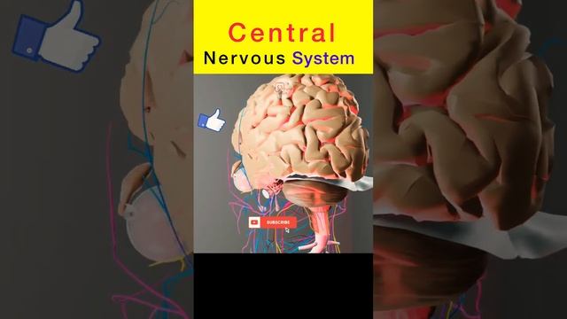 Central Nervous System