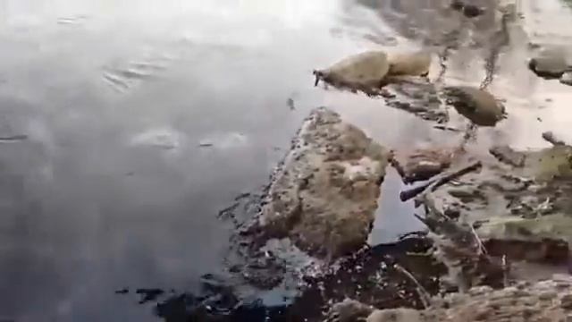 Видео подписчика: масляные пятна на у правого берега Енисея