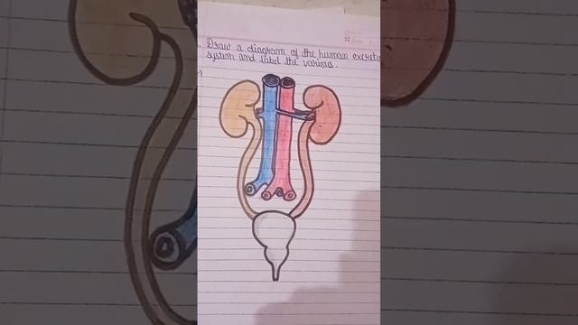 Kidney Drawing #art #shortsvideo #drawing #viral #youtube #yt #video