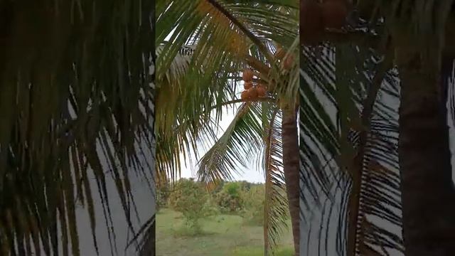 Orange Colour Coconut