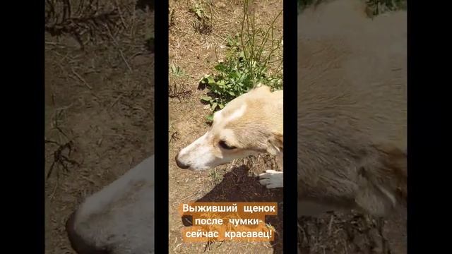 Для тех,кто переживал за щенка,болевшим чумкой.Выжил,подрос-красавец!