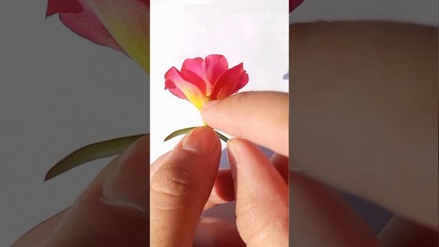 Hidden Organs Of Flower! #biology #class10 #reproduction #viral