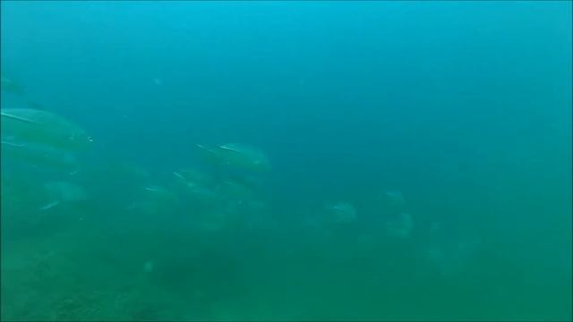 Fun Diving Dibba Rock UAE Sept 24, 2015