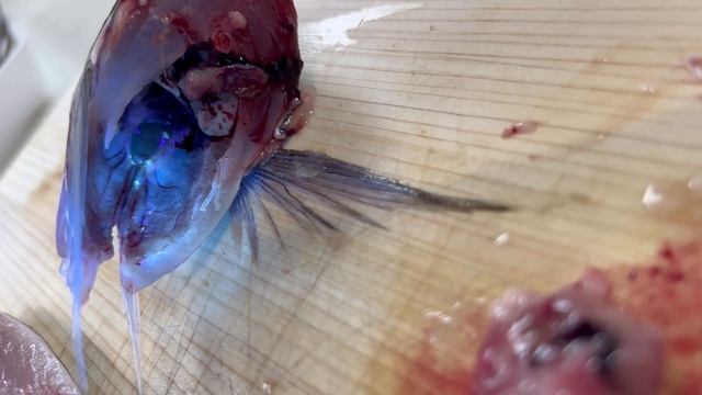 异尖线虫：今天特地买了紫光灯来找寄生虫，居然在鱿鱼身上找到两种寄生虫😱#日本料理#美食#寿司#刺身#