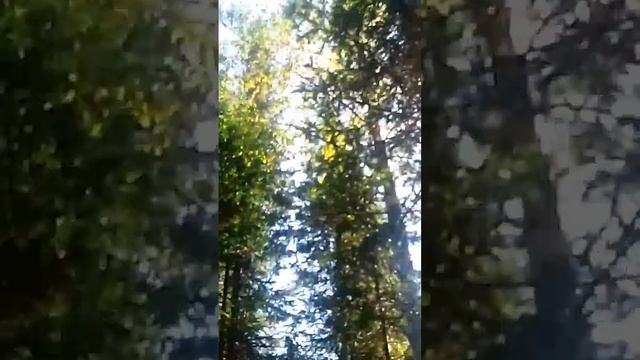 #тайга #природа_россии #природа #лес