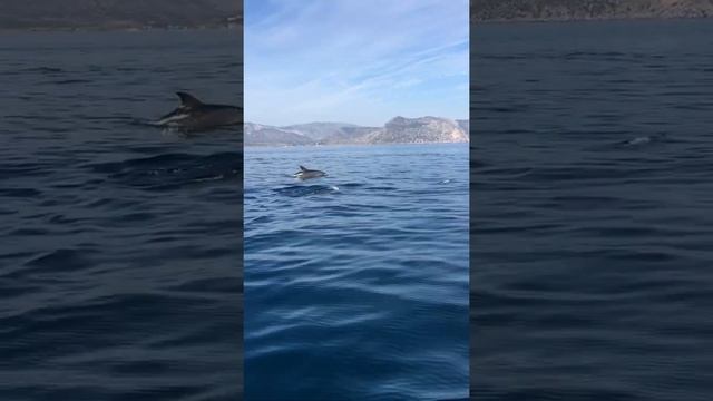 дельфины в Веселовской бухте (2020), морская прогулка из с. Морское