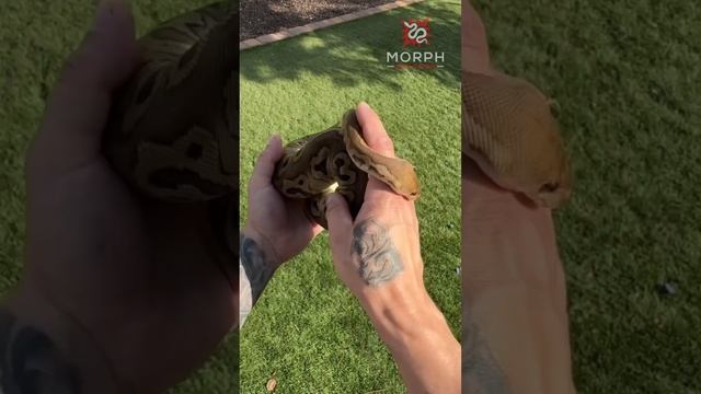 Black Pastel Red Stripe Clown Girl After Fresh Shed. #ballpython #snake #reptile #animals