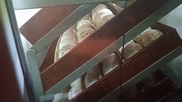 Заклав другу партію гусячих яєць в інкубатор. Різниця 2 доби.