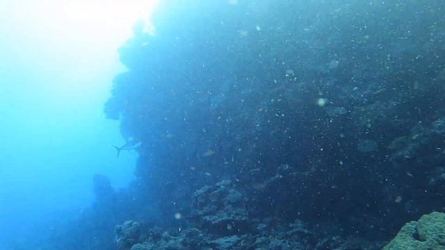 Diving The Great Barrier Reef Cairns