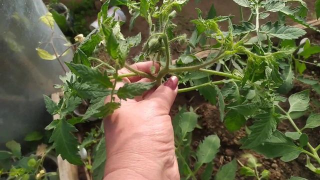 8c98770208bb02a8c7a9475a85dc81e6