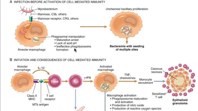3-2 Th1responses - Immunology For First-year Pharmacy Students