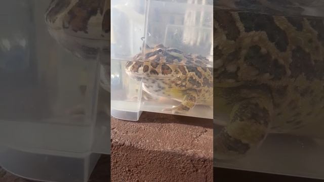 Моя амфибия! #природа#лягушка#лягушки#Чакскаярогатка#амфибия#рогатка#экзотическийпитомец#счастье