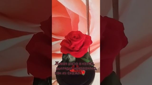 A95420549489396f34a81f649f9ff765