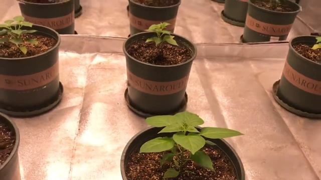 Led Grow Lights From China Factory,50w To 500w Full Spectrum,cheap ,customized,5 Years Warranty.