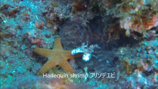 Diving With Big Marine Lives At Hachijo Island, Japan