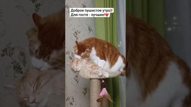 Для гостя -лучшее!