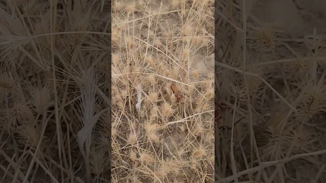 Дорожная оса и Тарантул