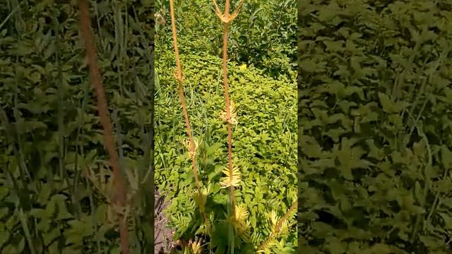 Моя аптека.Валерьяна