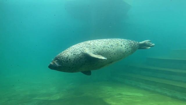 Pinnipeds/ ластоногие ( Walrus, Steller Sea Lion , Northern Fur Seals 🦭/морж, сивуч, морские котики