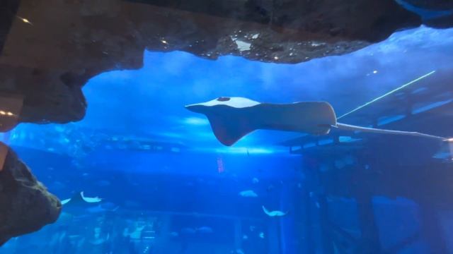 ОАЭ, из Аджман поехали в Дубай Молл, узнать цену на IPhone 16 Pro Max и просто прогуляться.