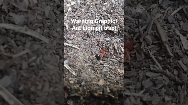 Ant Falls Into Pit Trap And ANT LION Drags It Under And Finishes It Off!See Full Video To Learn All