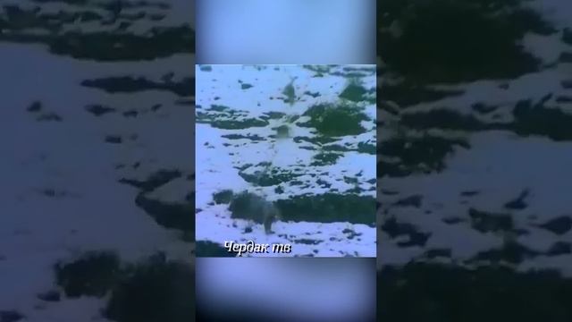 Волки напали на горных баранов.