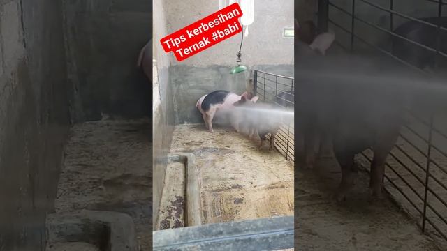 Tips Membersihkan Ternak Babi Agar Bebas Cacingan