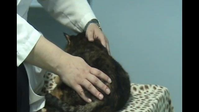 Me-Yow Tube - 5: How To Tell If Your Kitty Is A Healthy Weight